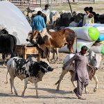 A view of sacrificial animals displayed by vendors for sale at the market ahead of Eid al-Adha at Bhatta Chowk