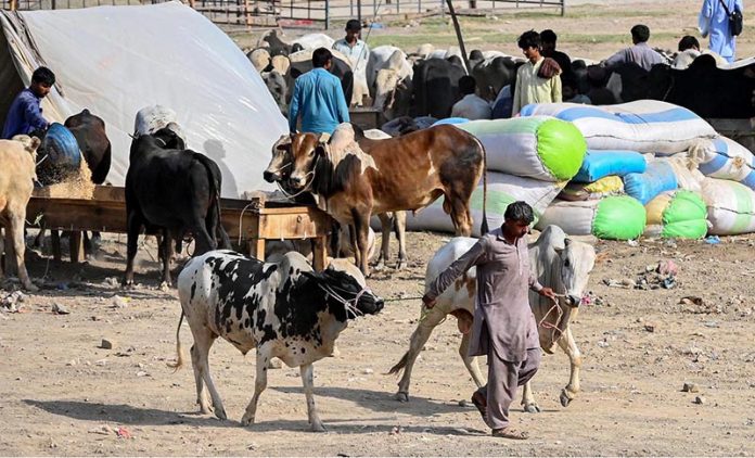 A view of sacrificial animals displayed by vendors for sale at the market ahead of Eid al-Adha at Bhatta Chowk