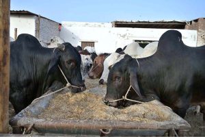 Vendor displaying sacrificial animals at latifabad
