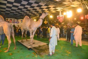 A bull is being weighed during a competition of the 27th International Goat, Bull and Camel festival on late Tuesday night at University of Agriculture Faisalabad (UAF)