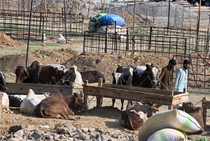A view of sacrificial animals displayed by vendors for sale at the market ahead of Eid al-Adha at Bhatta Chowk