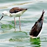 A birds dips its head to catch fish in a water pond at Qasimabad
