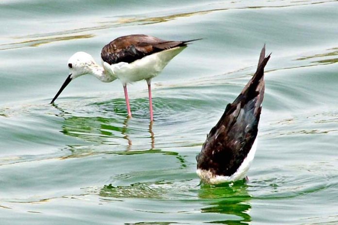 A birds dips its head to catch fish in a water pond at Qasimabad