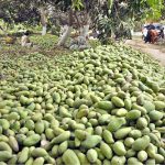 Farmers packing mangoes in the wooden boxes at Tando Jam Area for supply
