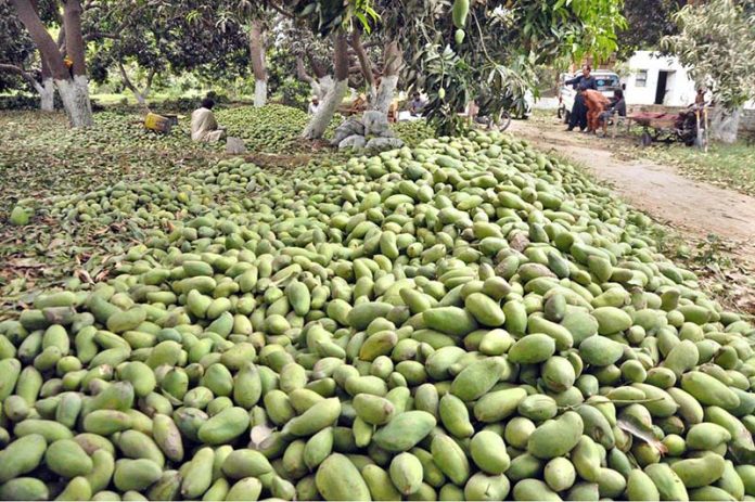 Farmers packing mangoes in the wooden boxes at Tando Jam Area for supply