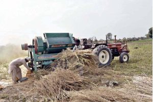 As the wheat harvesting season begins, farmers are harvesting wheat in their fields with the help of threshers