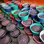 A labourer busy in arranging the sherbet berries (Falsa) after purchasing the farmers before bidding to the shopkeepers at fruit and vegetable market