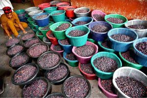 A labourer busy in arranging the sherbet berries (Falsa) after purchasing the farmers before bidding to the shopkeepers at fruit and vegetable market