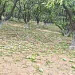 Storms disrupt power supply and damage mango orchards in Hyderabad region