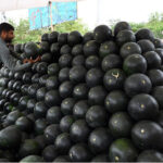 Arrival of watermelon fruit in markets brings relief to residents of capital amid hot summer