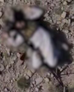 5 Khwarij terrorists killed, 2 held in separate operations in KPK
