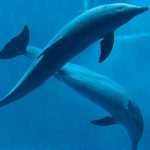 Asian experts meet in China to protect endangered freshwater dolphins