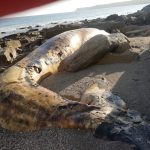 WWF-Pakistan expresses concerns over mortality of blue whale in Gwatar Bay