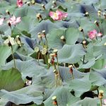 Lotus Lake at Shakarparian offers scenic charm, yet unknown to many