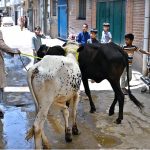 A person on the way along with sacrificial animals in the street at Pindora in connection with upcoming Eidul Azha