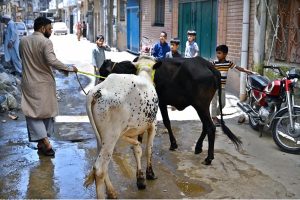 A person on the way along with sacrificial animals in the street at Pindora in connection with upcoming Eidul Azha