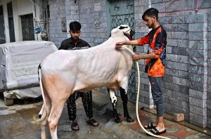 A person on the way along with sacrificial animals in the street at Pindora in connection with upcoming Eidul Azha