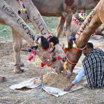 Vendor feeding the sacrificial animal camel while waiting the customers for selling at Animal Market Shahpur Kanjra in connection with Eidul Azha