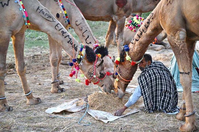 Vendor feeding the sacrificial animal camel while waiting the customers for selling at Animal Market Shahpur Kanjra in connection with Eidul Azha