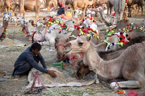 Vendor feeding the sacrificial animal camel while waiting the customers for selling at Animal Market Shahpur Kanjra in connection with Eidul Azha
