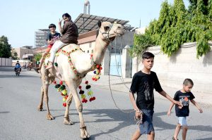 Children enjoy ride on a sacrificial camel on the 2nd day of Eidul Azha.