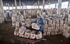 Labourers are busy arranging wooden boxes of mangoes after unloading from delivery trucks at Fruit and Vegetable Market, Pirwadhai.