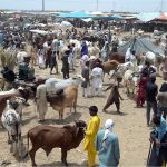 Vendors displaying sacrificial animals to attract the customers in connection with upcoming Eid-ul-Adha at Animal Market