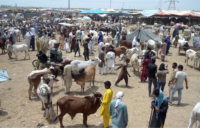 Vendors displaying sacrificial animals to attract the customers in connection with upcoming Eid-ul-Adha at Animal Market