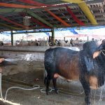 Vendor bathing sacrificial animal during scorching hot weather at the cattle market in connection with Eidul Azha