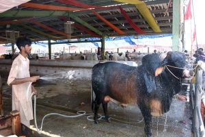 Vendor bathing sacrificial animal during scorching hot weather at the cattle market in connection with Eidul Azha