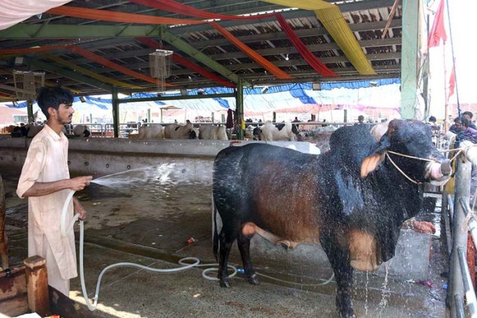 Vendor bathing sacrificial animal during scorching hot weather at the cattle market in connection with Eidul Azha