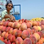 A vendor arranging and displaying seasonal fruit ‘peach’ to attract the customers