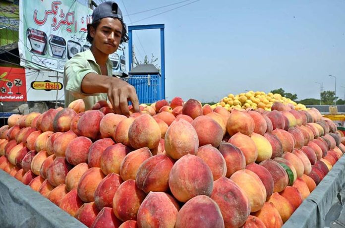 A vendor arranging and displaying seasonal fruit ‘peach’ to attract the customers