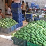 Workers sort freshly harvested premium-quality mangoes and pack them into plastic crates at a local market to meet high seasonal demand