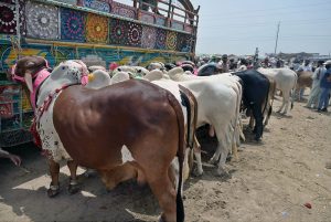 Vendors displaying sacrificial animals to attract the customers in connection with upcoming Eid-ul-Adha at Animal Market