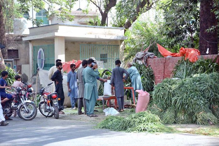 People are purchasing green fodder from vendor for sacrificial animals in connection with Eidul Azha