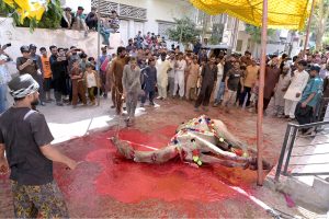 Butchers slaughtering sacrificial animal camel on the 2nd day of Eidul Azha.