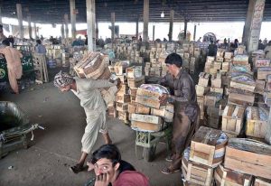 Labourers are busy arranging wooden boxes of mangoes after unloading from delivery trucks at Fruit and Vegetable Market, Pirwadhai.