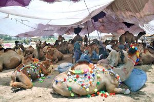 Vendors displaying sacrificial animals to attract customers at the cattle market ahead of Eid-ul-Azha.