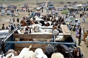 Vendors displaying sacrificial animals to attract the customers in connection with upcoming Eid-ul-Adha at Animal Market