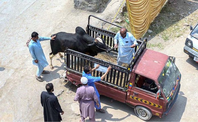 People are loading sacrificial animal onto vehicle after purchasing from the Animal Market, Zia Masjid along the Islamabad Expressway for the upcoming Eid ul-Adha