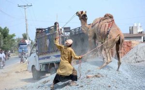 Vendor bathing sacrificial animal during scorching hot weather at the cattle market in connection with Eidul Azha