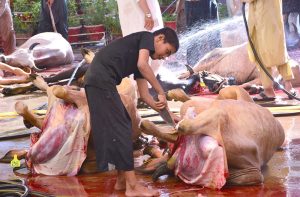 Butchers slaughtering sacrificial animal camel on the 2nd day of Eidul Azha.