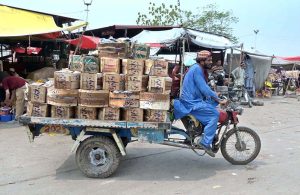 Labourers are busy arranging wooden boxes of mangoes after unloading from delivery trucks at Fruit and Vegetable Market, Pirwadhai.