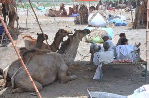 Vendors displaying sacrificial animals to attract customers at the cattle market ahead of Eid-ul-Azha.