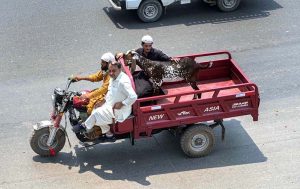 People are loading sacrificial animal onto vehicle after purchasing from the Animal Market, Zia Masjid along the Islamabad Expressway for the upcoming Eid ul-Adha