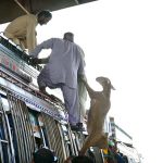 People are loading sacrificial animal (sheep) on rooftop of bus after purchasing from the Animal Market in connection with Eidul Azha