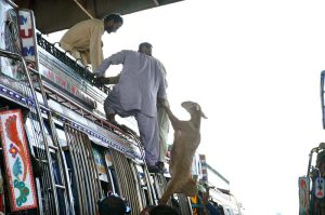 People are loading sacrificial animal (sheep) on rooftop of bus after purchasing from the Animal Market in connection with Eidul Azha
