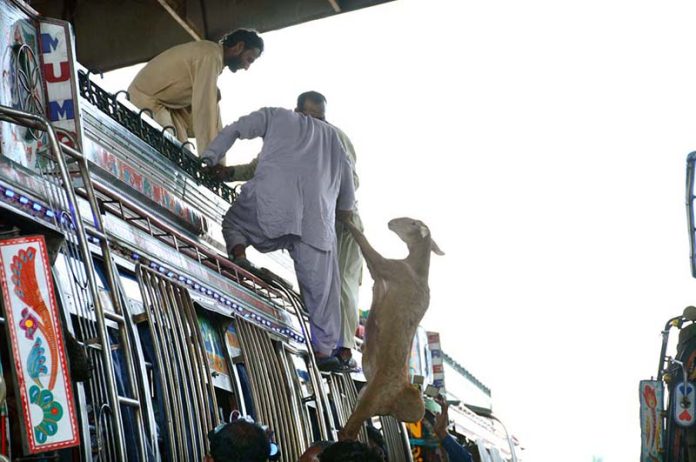 People are loading sacrificial animal (sheep) on rooftop of bus after purchasing from the Animal Market in connection with Eidul Azha
