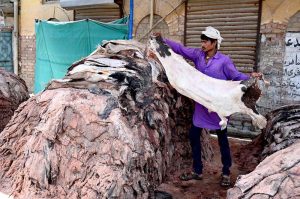 People curing animal hides after collecting on the 3rd day of Eid Ul Azha at his workplace near Old Fish Market